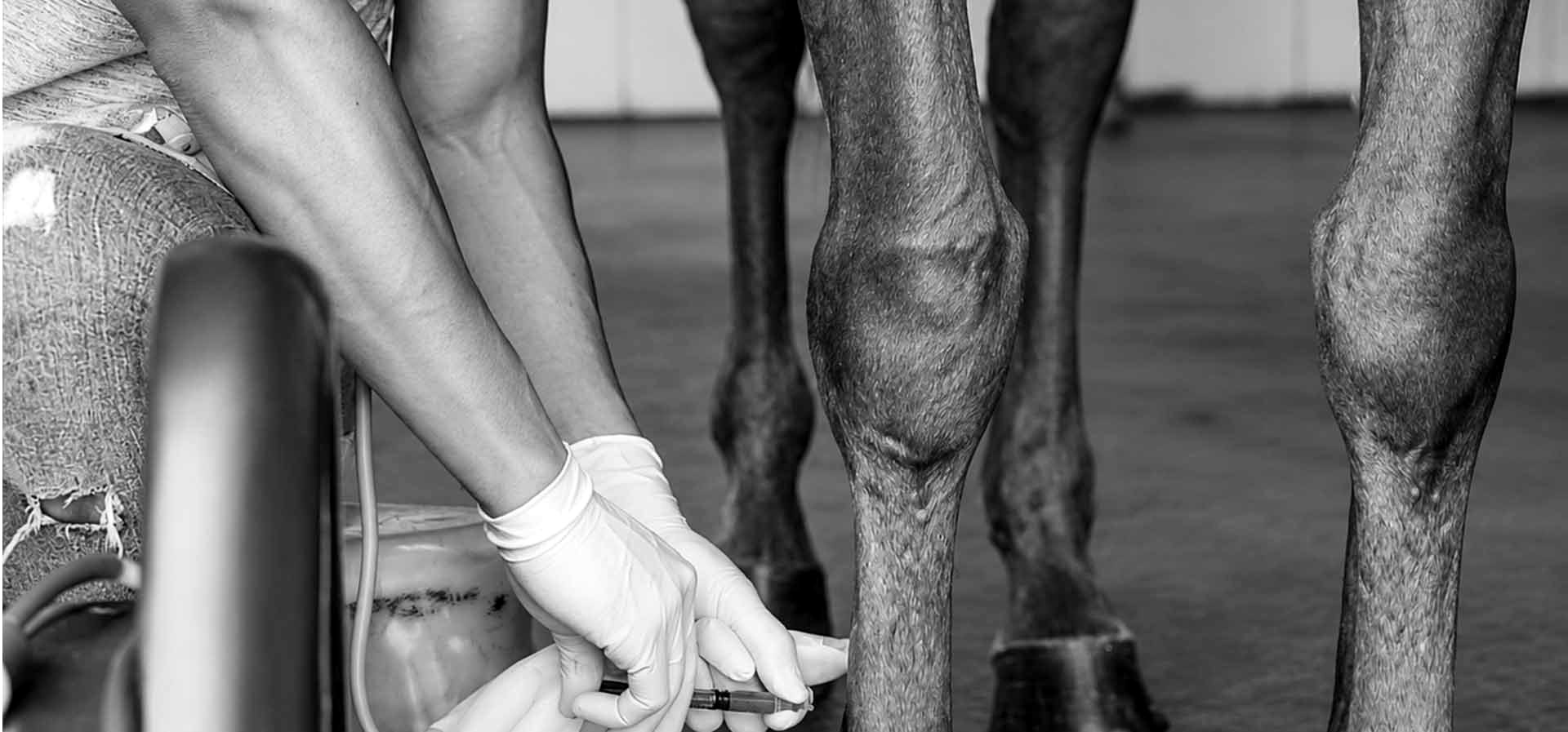 Palpating a horse's forelimbs