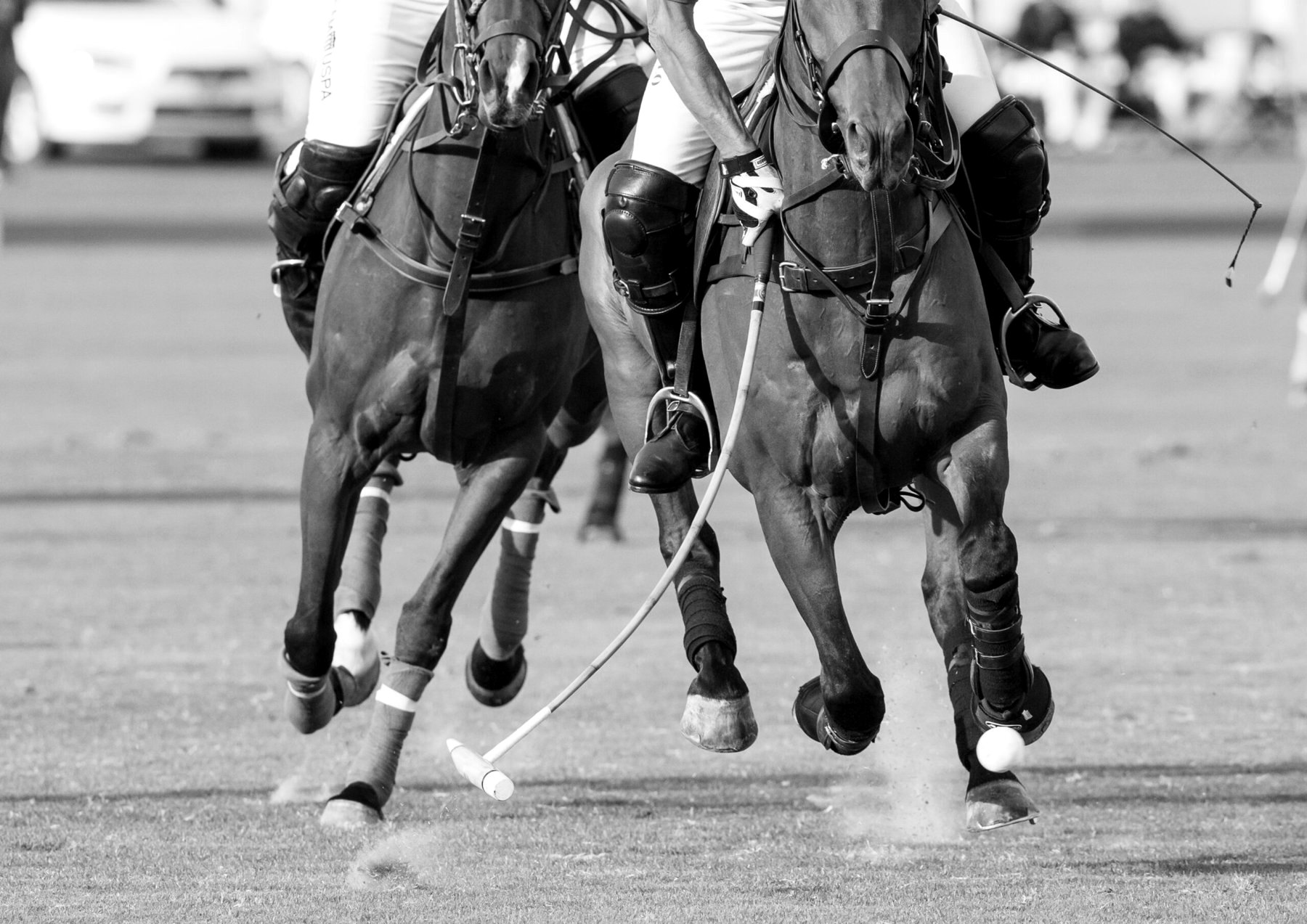 Polo horses at full gallop