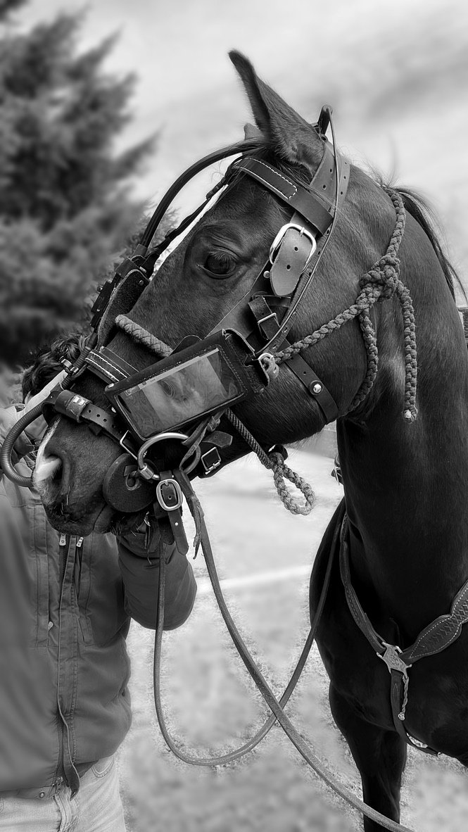 Horse wearing an overground endoscope