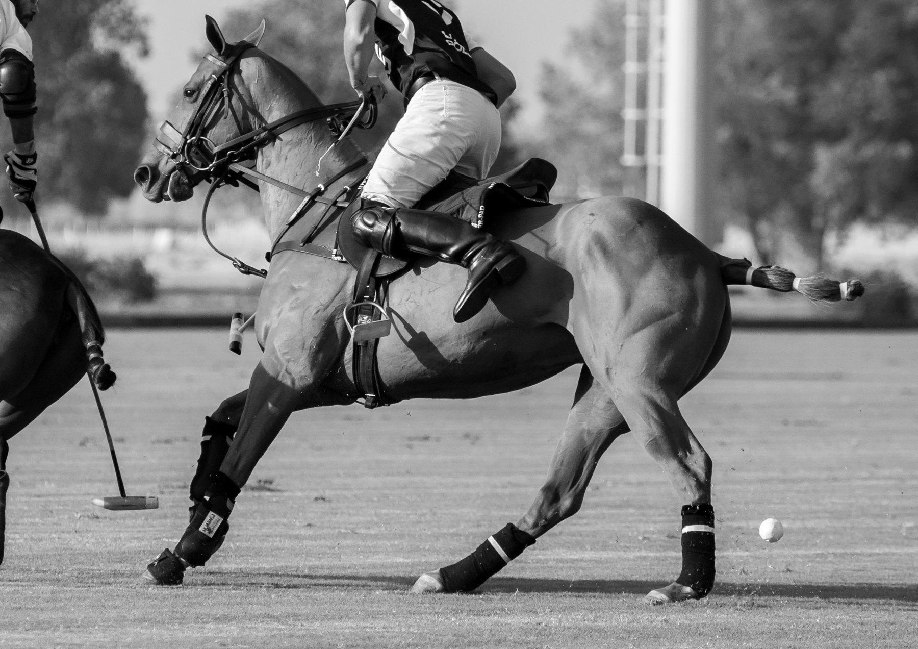 Polo horses in play