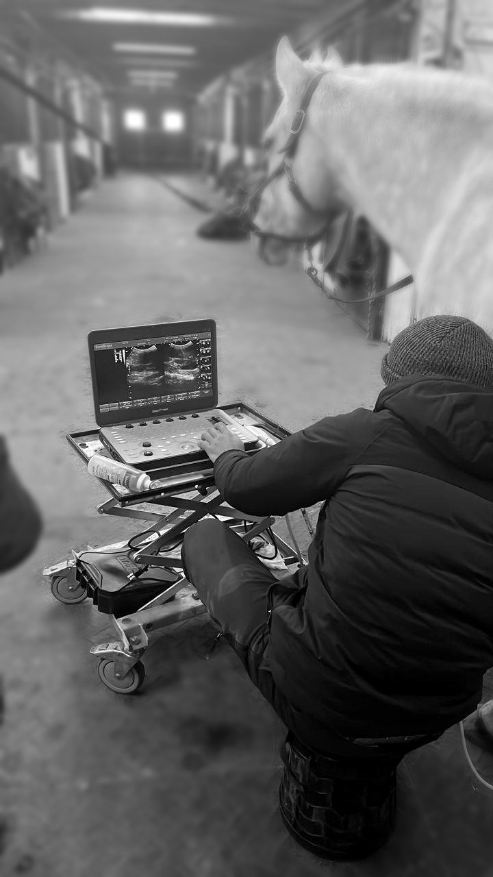 Ultrasound examination of a palomino horse in the barn aisle