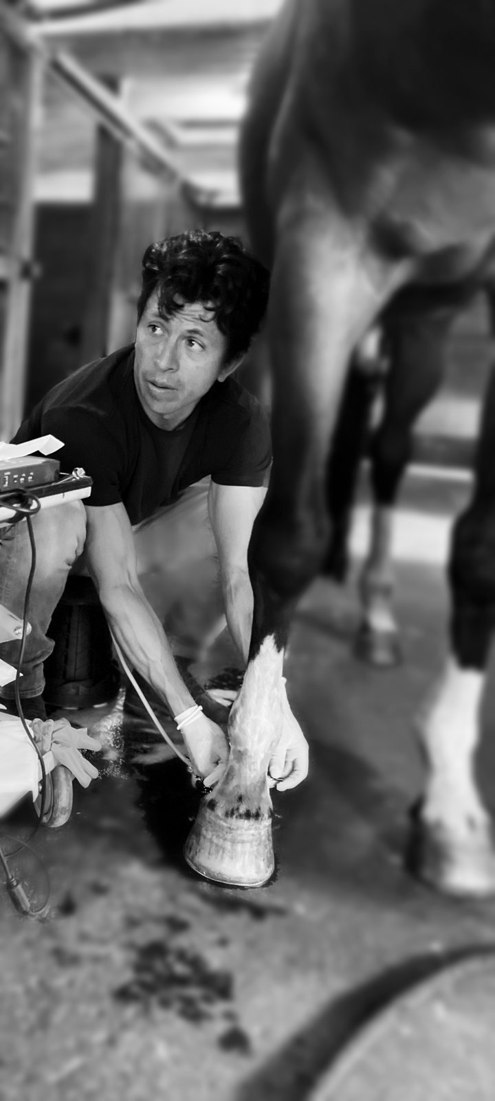 Ultrasound of a horse's distal limb with the portable system