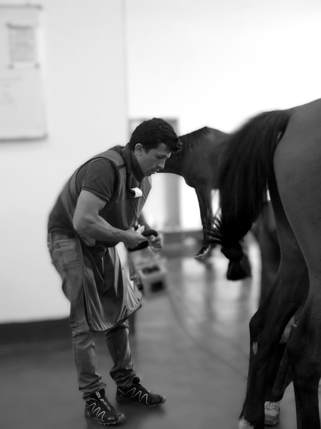 Positioning the X-ray generator at a horse's limb