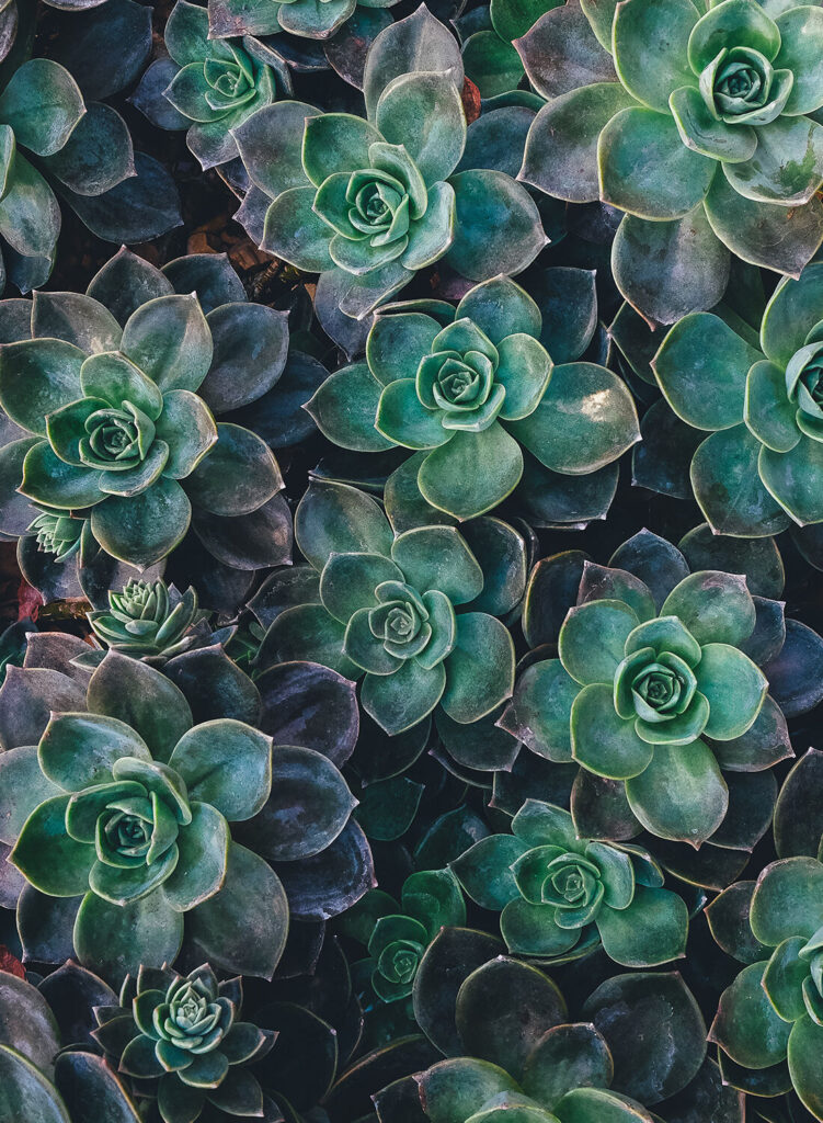 A close-up of green succulent plants arranged closely together.
